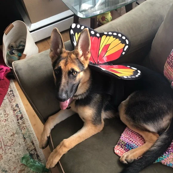 Dog Butterfly Harness Costume - Picture 3 of 4